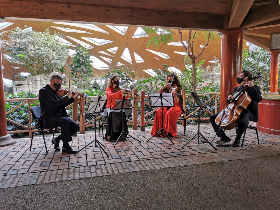 Foto: Zoo Zürich, Sandro Schönbächler Das Streichquartett des Zürcher Kammerorchesters spielt im Kaeng Krachan Elefantenpark des Zoo Zürich.