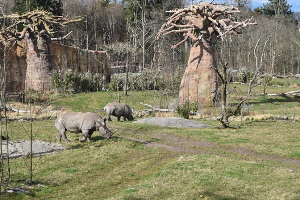 Foto: Zoo Zürich, Robert Zingg Breitmaulnashörner Teshi und Rami in der Lewa Savanne