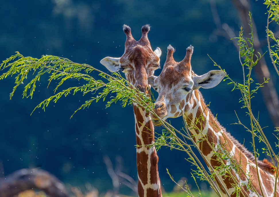 Netzgiraffen Malou und Luna in der Lewa Savanne des Zoo Zürich.