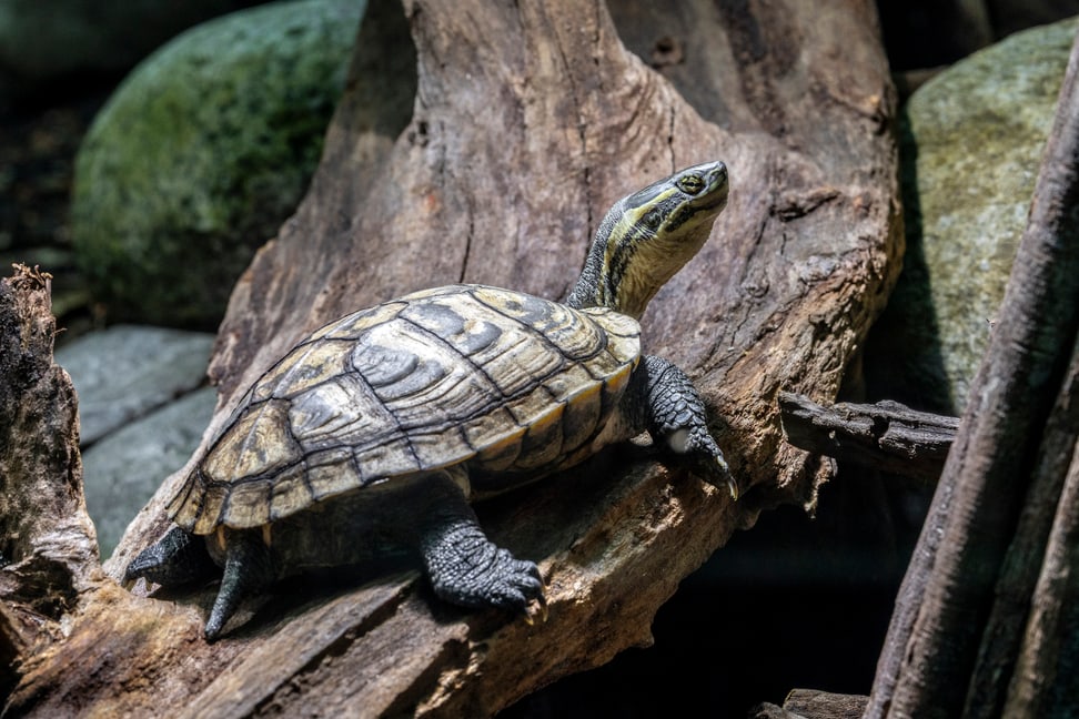Annam-Bachschildkröte im Zoo Zürich.