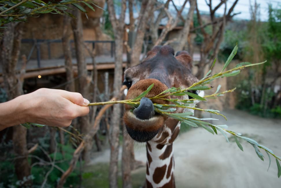 Foto: Zoo Zürich, Anja Stettin Fütterung der Netzgiraffen in der Lewa Savanne des Zoo Zürich.