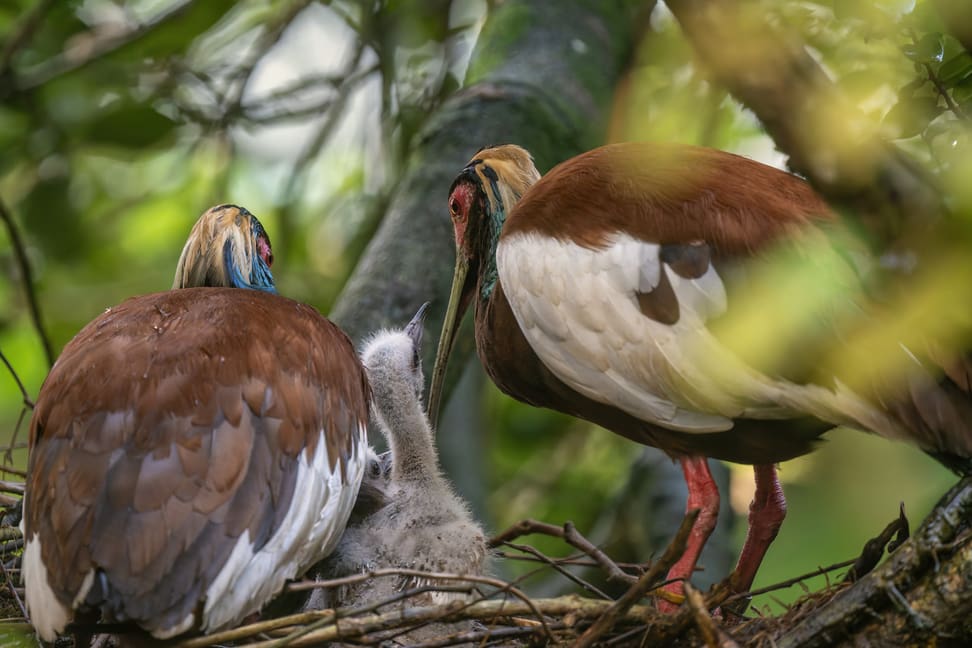 Mähnenibisse im Masoala Regenwald des Zoo Zürich.