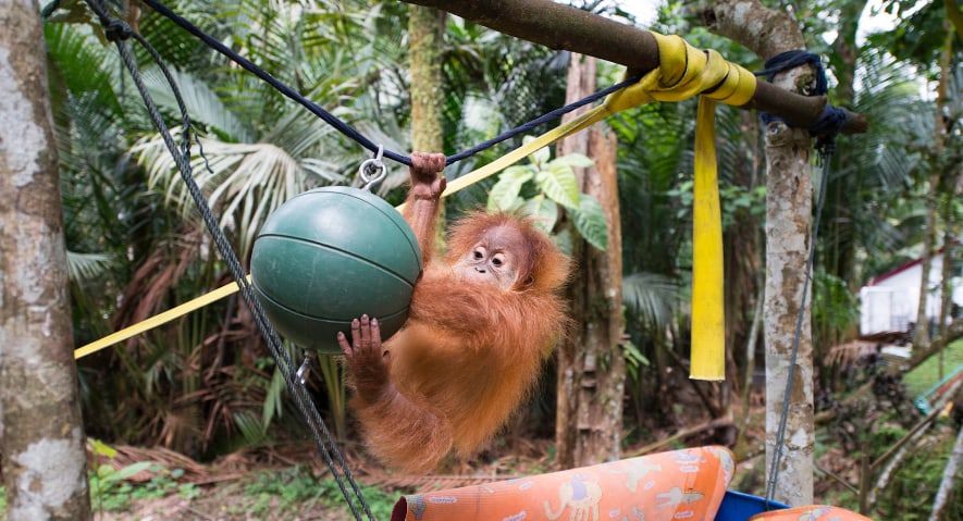 Foto: Zoo Zürich, Claudia Rudolf von Rohr Junger Orang-Utan in der Quarantänestation Batu Mbelin