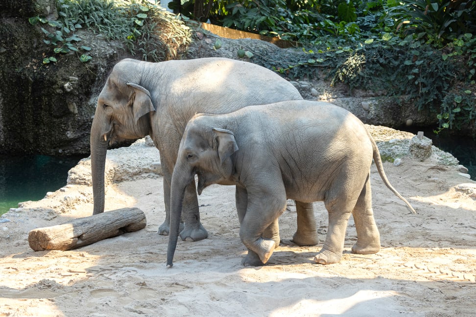 Asiatische Elefanten Ruwani (v.) und ihre Mutter Farha im Kaeng Krachan Elefantenpark des Zoo Zürich.