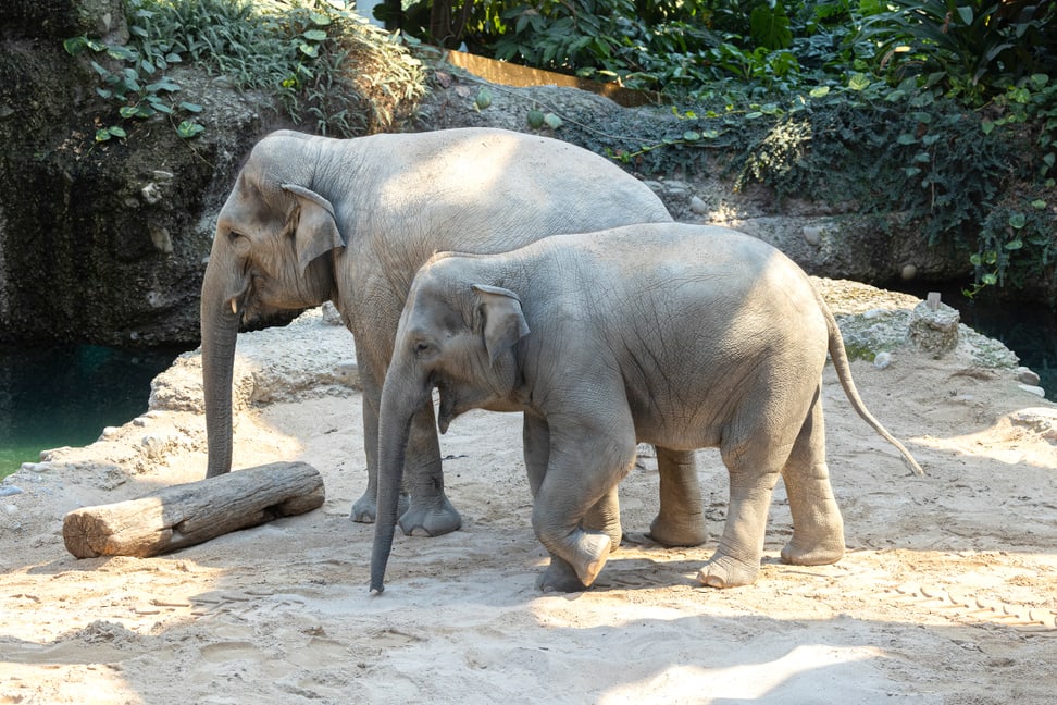 Foto: Zoo Zürich, Enzo Franchini Asiatische Elefanten Ruwani (v.) und ihre Mutter Farha im Kaeng Krachan Elefantenpark des Zoo Zürich.