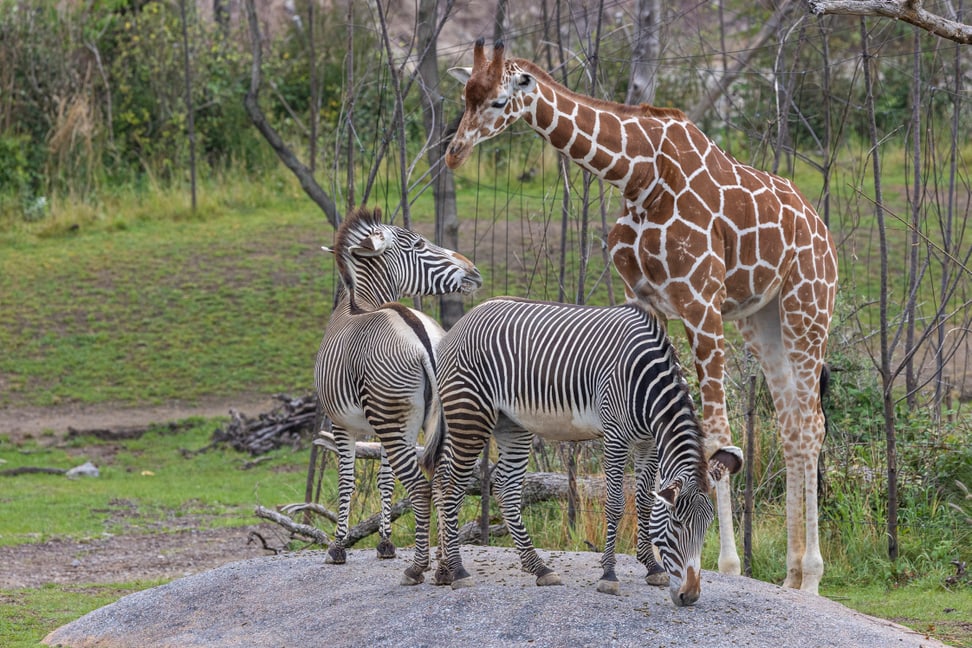 Foto: Zoo Zürich, Enzo Franchini Zwei Giraffen zusammen mit einer Giraffe in der Lewa Savanne des Zoo Zürich.