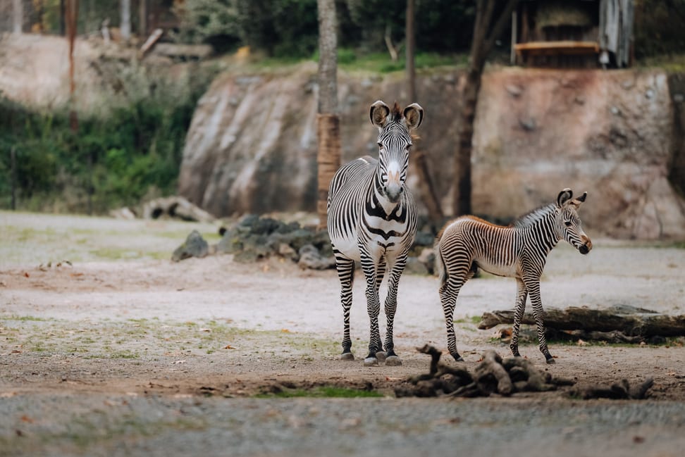 Grevyzebra mit Fohlen in der Lewa Savanne des Zoo Zürich im Oktober 2025.