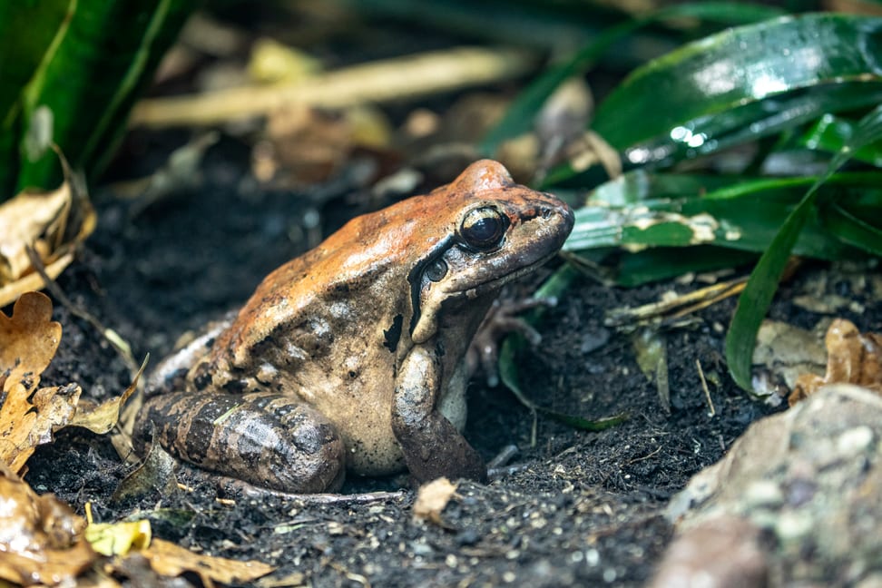 Antillen-Ochsenfrosch im Zoo Zürich.