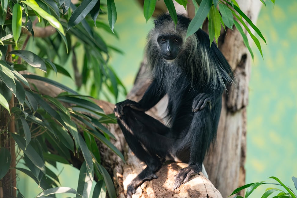Bärenstummelaffe (Colobus polykomos).