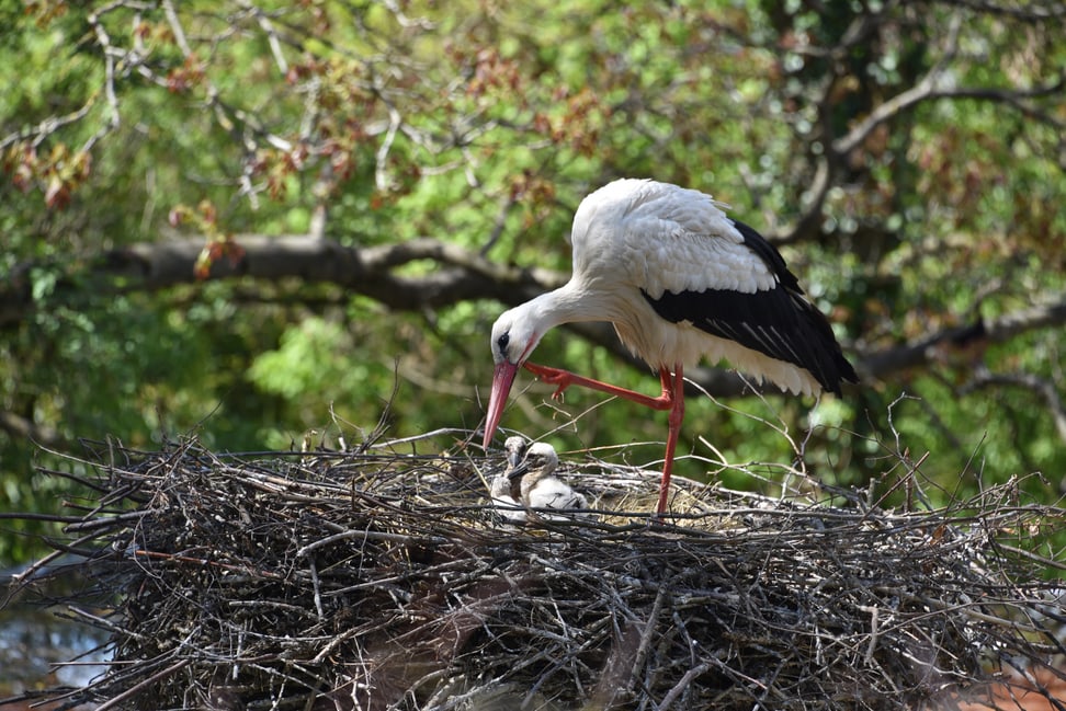 Europäische Weissstörche im Zoo Zürich.