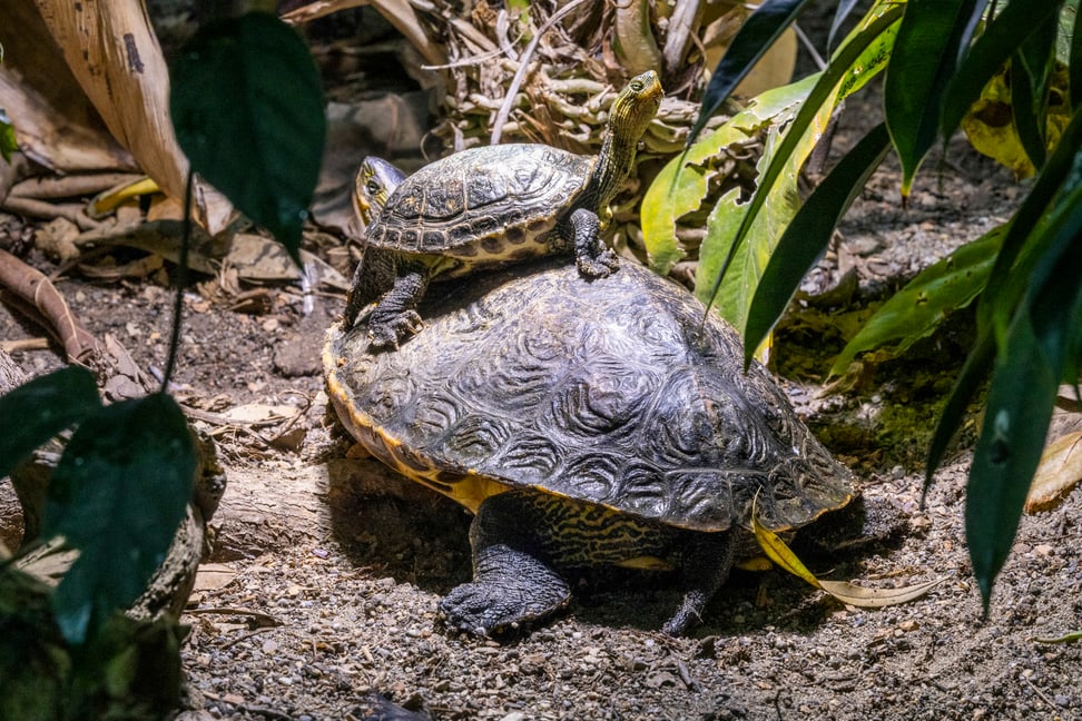 Männliche Streifenschildkröte (Mauremys sinensis) sitzt auf weiblicher