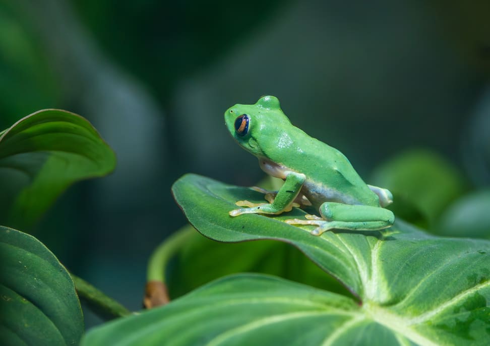Orangeaugen-Laubfrosch im Zoo Zürich.