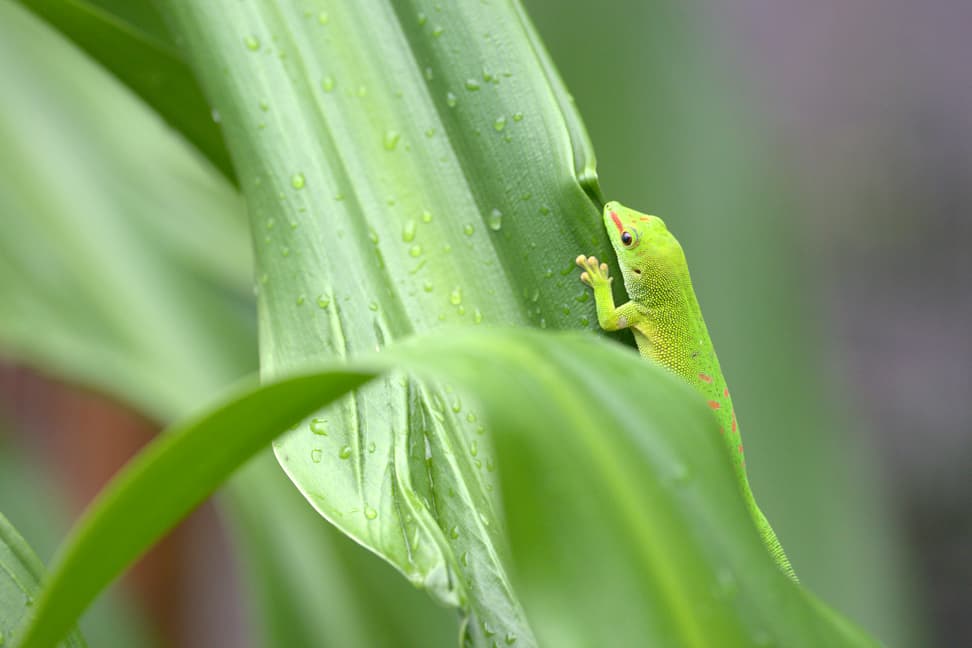 Foto: Zoo Zürich, Corinne Grosser Madagaskar-Taggecko im Masoala Regenwald des Zoo Zürich.