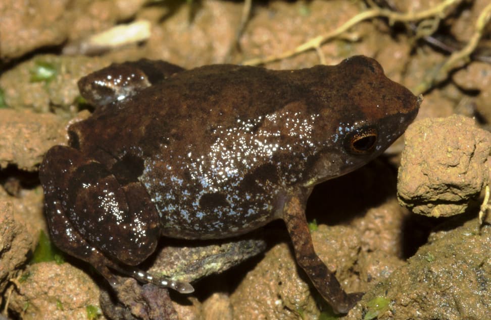 Neu entdeckte madagassische Froschart Stumpffia froschaueri.