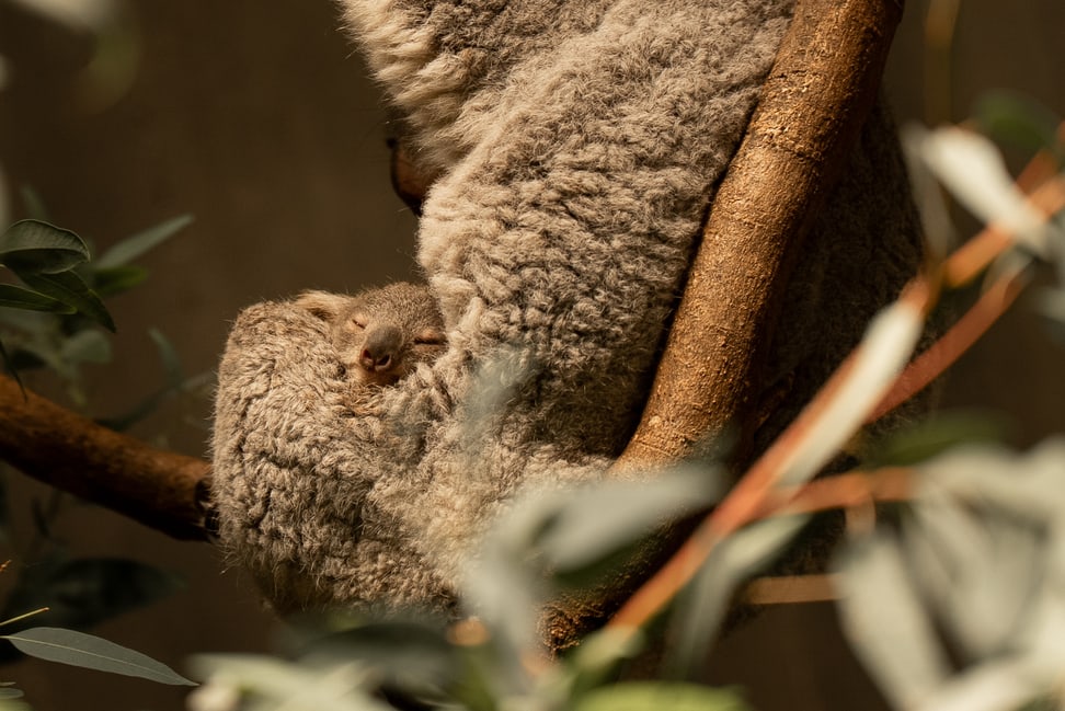 Koala Téa mit Jungtier im Zoo Zürich.