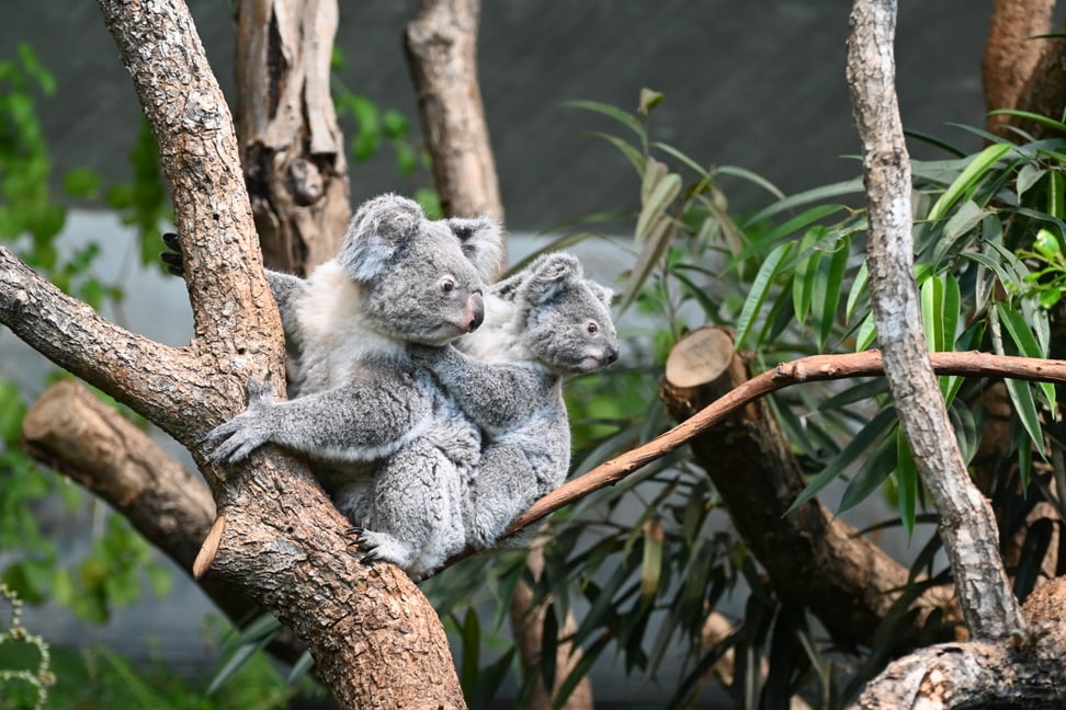 Koalas im Zoo Zürich.
