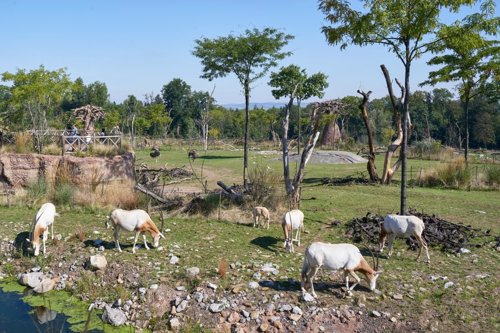 Säbelantilopen auf der Lewa Savanne im Zoo Zürich.