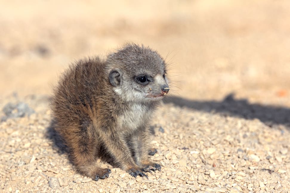 Junges Erdmännchen im Zoo Zürich. 