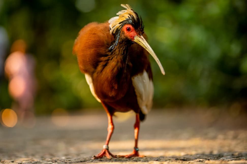 Mähnenibis im Masoala Regenwald des Zoo Zürich.