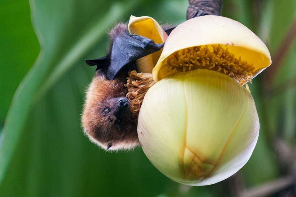 Foto: Zoo Zürich, Corinne Invernizzi Rodrigues-Flughund im Masoala Regenwald.