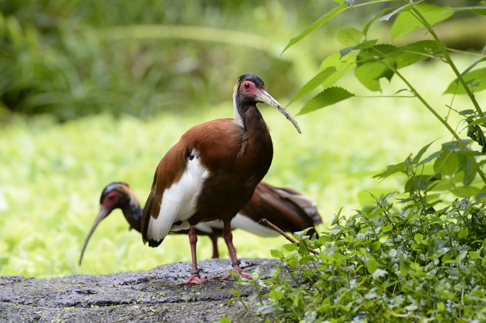 Foto: Zoo Zürich, Corinne Invernizzi Mähnenibisse im Masoala Regenwald des Zoo Zürich.