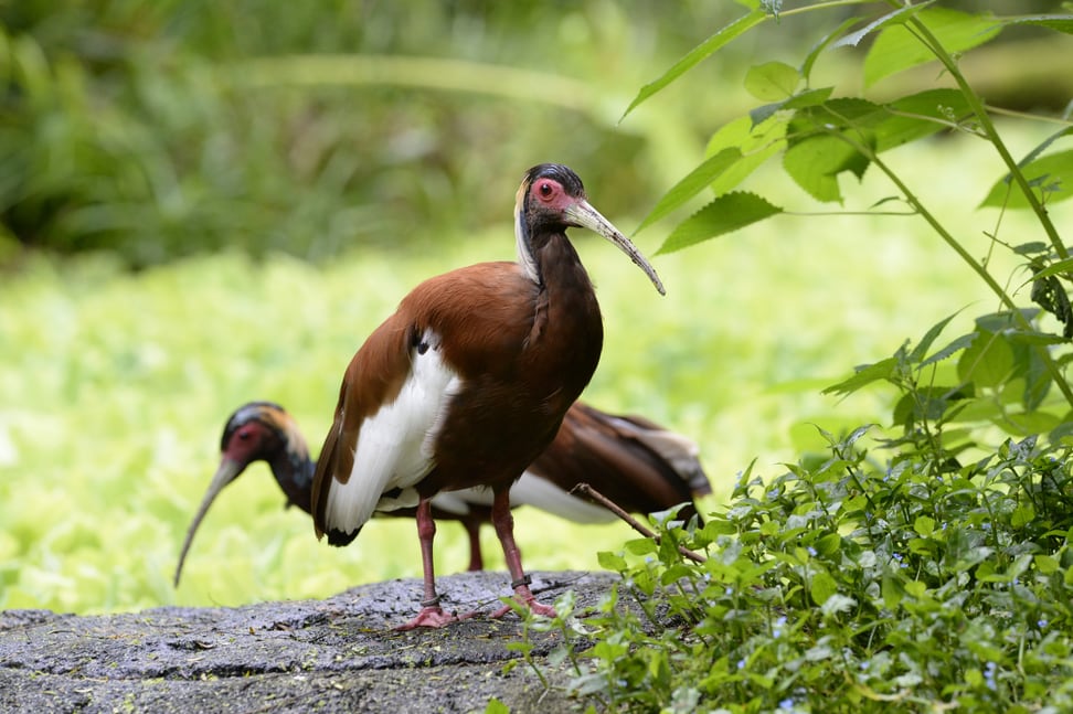 Mähnenibisse im Masoala Regenwald des Zoo Zürich.