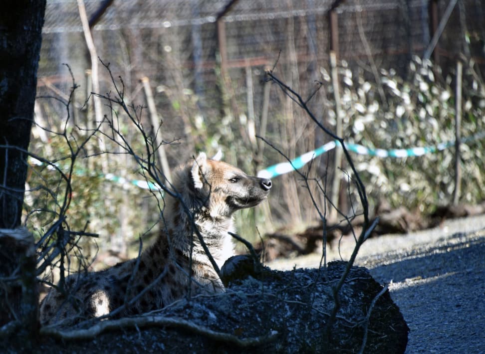 Foto: Zoo Zürich, Robert Zingg Tüpfelhyäne in der Lewa Savanne.