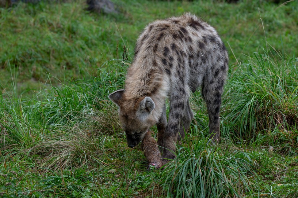 Eine Typfelhyäne im Zoo Zürich frisst ein totes Erdmännchen.