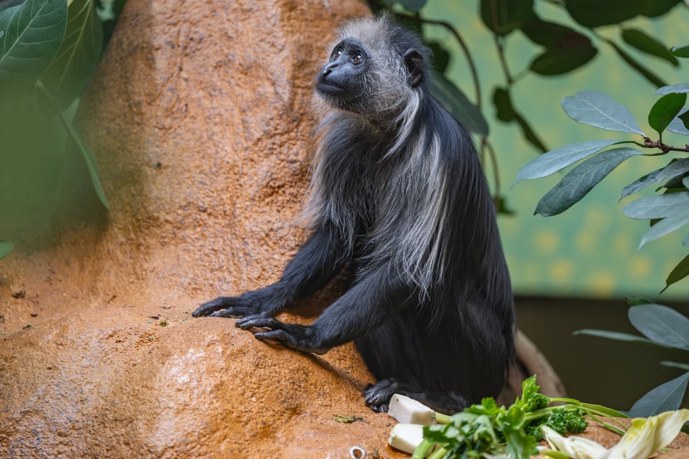 Bärenstummelaffe (Colobus polykomos).