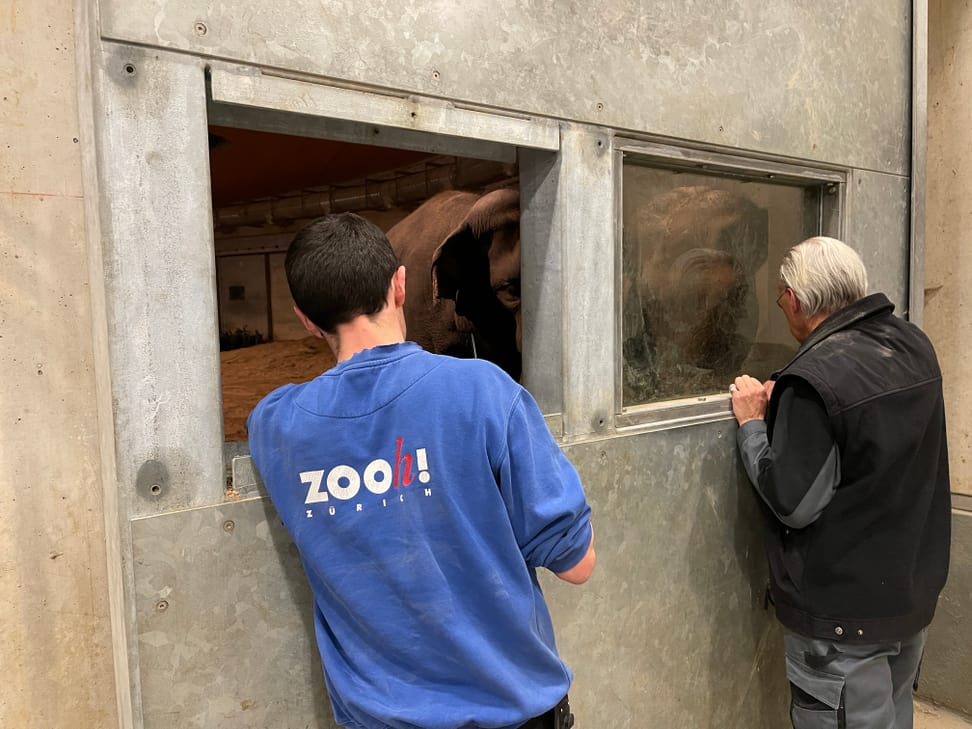 Tierpfleger Ashely Hereford und Tierarzt Prof. Jean-Michel Hatt beobachten Elefant Farha im Managamentbereich des Kaeng Krachan Elefantenparks im Zoo Zürich.