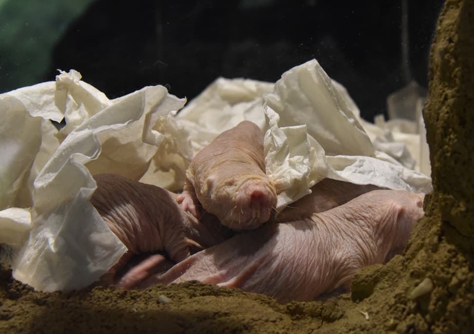 Foto: Zoo Zürich, Robert Zingg Nacktmulle im Tierpark Berlin.