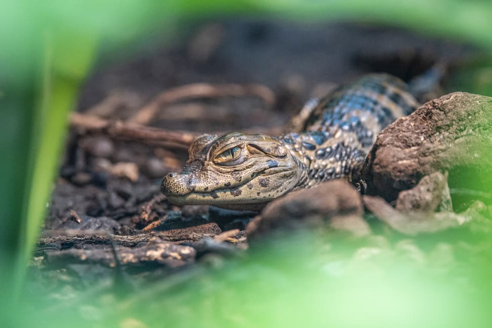 Foto: Zoo Zürich, Enzo Franchini Junger Breitschnauzenkaiman im Zoo Zürich.