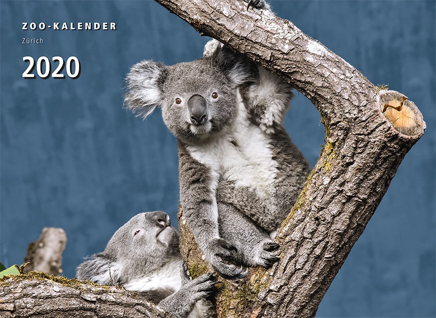 Foto: Zoo Zürich, Robert Zingg Zookalender 2020.