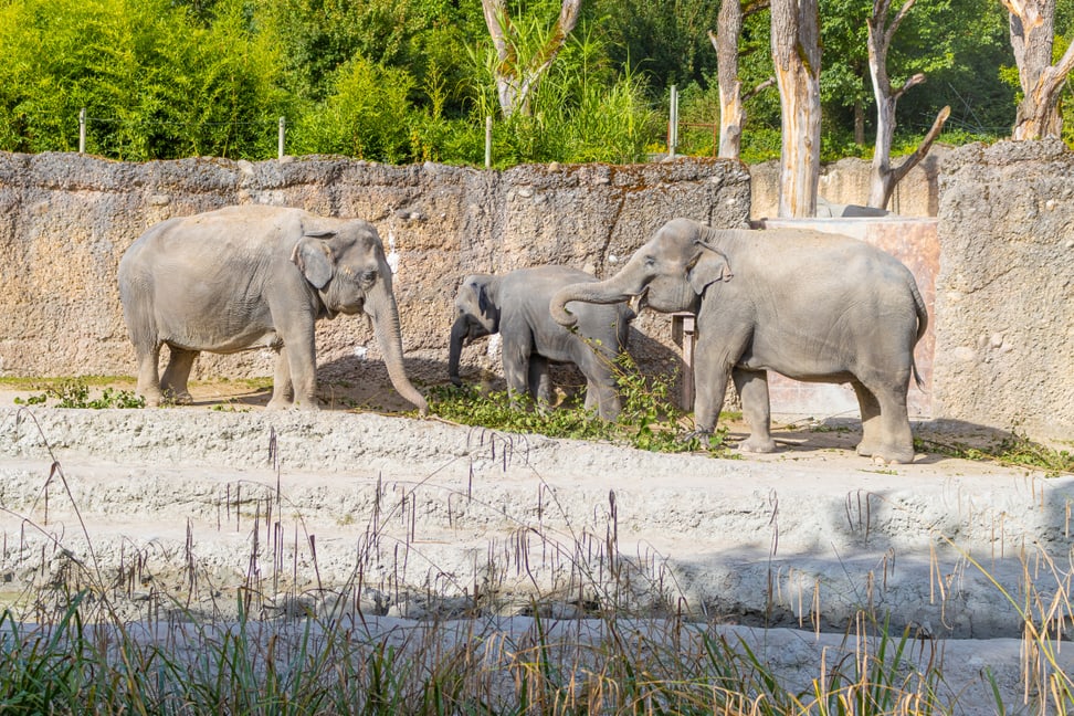 Foto: Zoo Zürich, Albert Schmidmeister Die Asiatischen Elefanten (v.l.) Ceyla-Himali, Ruwani und Farha im Kaeng Krachan Elefantenpark.