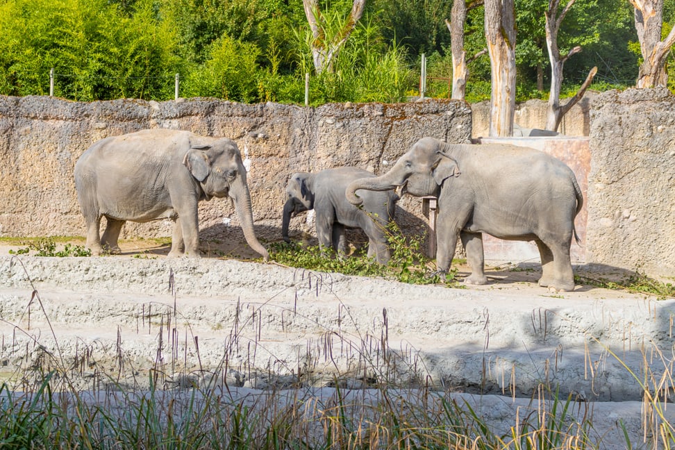 Die Asiatischen Elefanten (v.l.) Ceyla-Himali, Ruwani und Farha im Kaeng Krachan Elefantenpark.