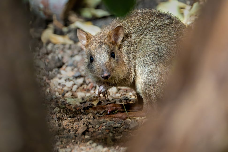 Bürstenschwanz-Rattenkänguru in der Australienanlage des Zoo Zürich.