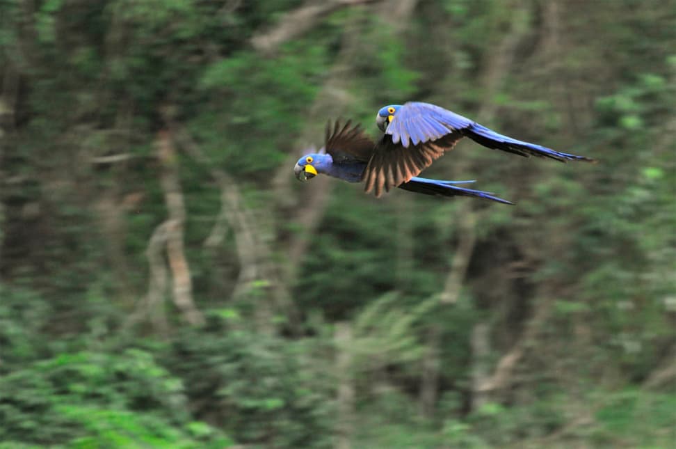 Foto: WCS Brasilien Hyazinthara im Flug.
