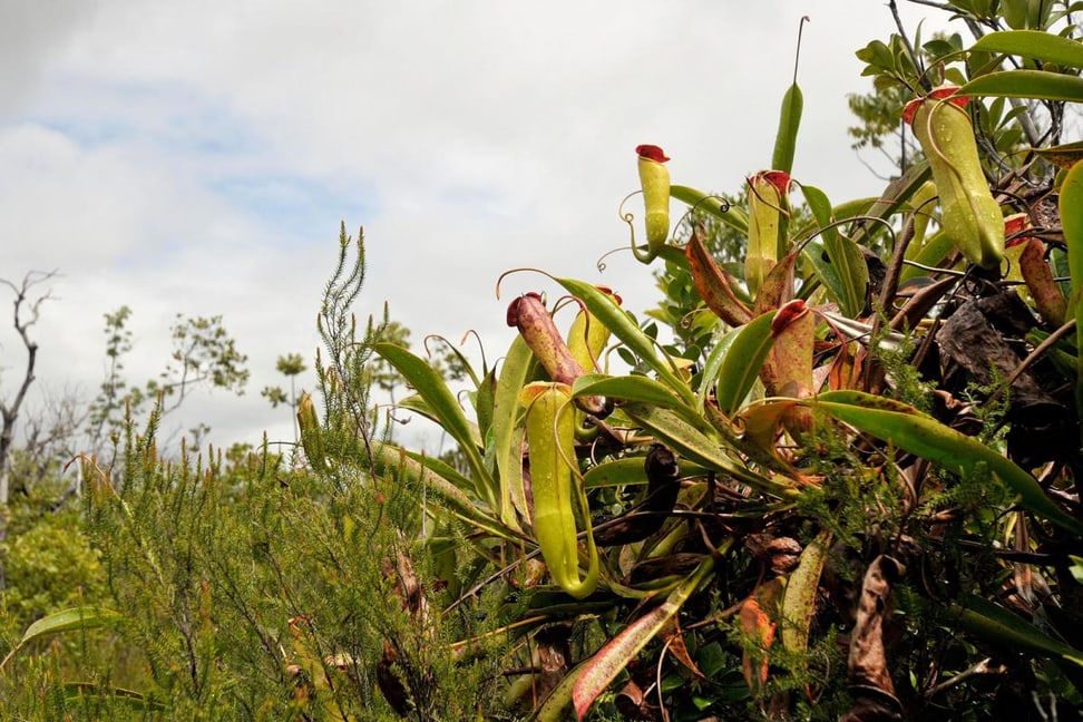 Foto: Zoo Zürich, Martin Bauert Vegetation auf der Masoala-Halbinsel.