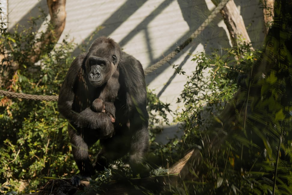 Gorillaweibchen Mayumi mit Jungtier