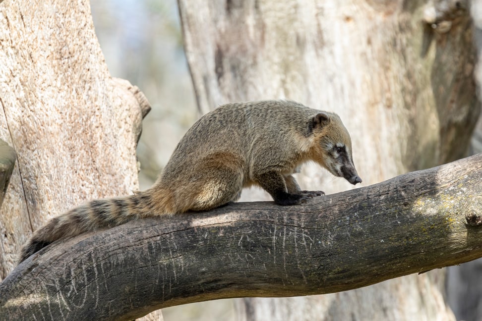 Nasenbär auf Baum im Zoo Zürich. 