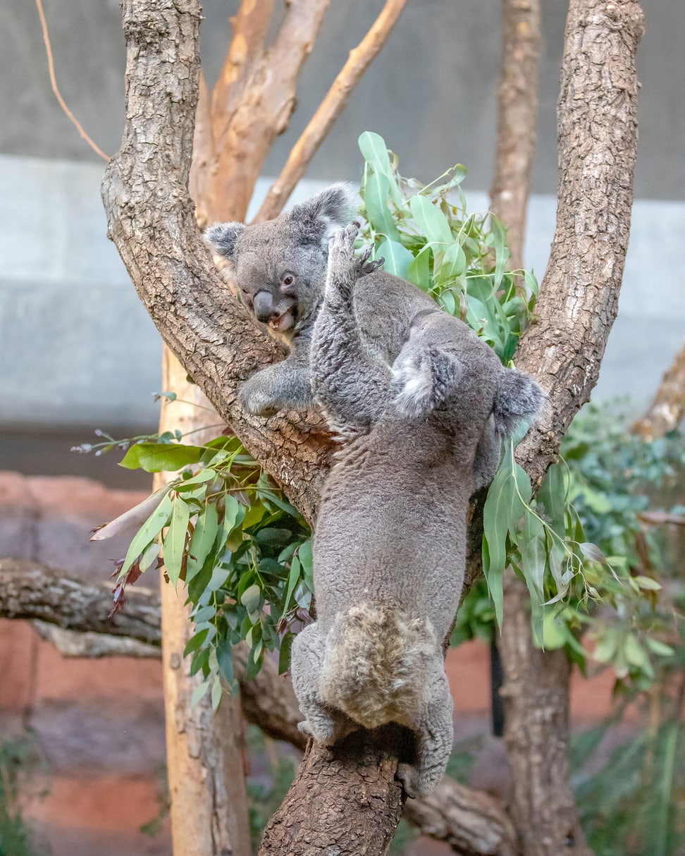 Foto: Zoo Zürich, Albert Schmidmeister Koalas Maisy und Mikey im Zoo Zürich.