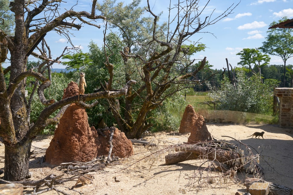 Erdmännchen Aussenanlage im Zoo Zürich