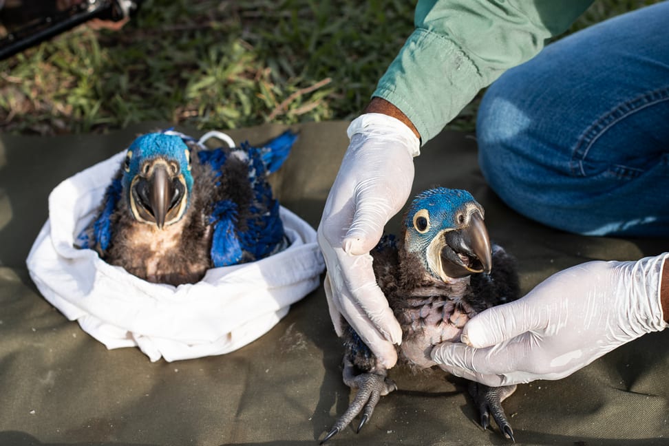 Foto: Hyacinth Macaw Project, Flávia Bouch Hyazintharas im Hyazinthara-Projekt.