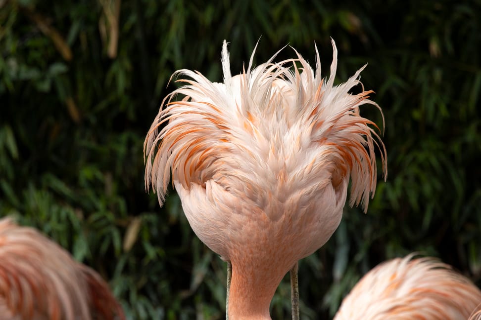 Chileflamingo im Pantanal des Zoo Zürich.