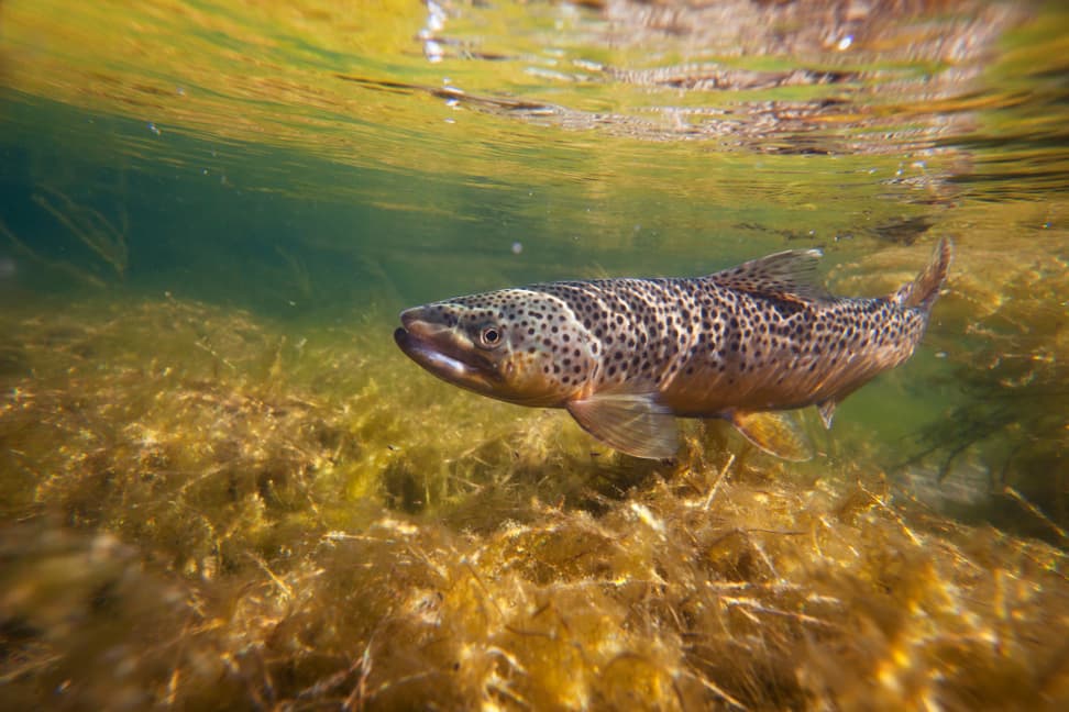 Bachforelle schwimmt gegen die Strömung