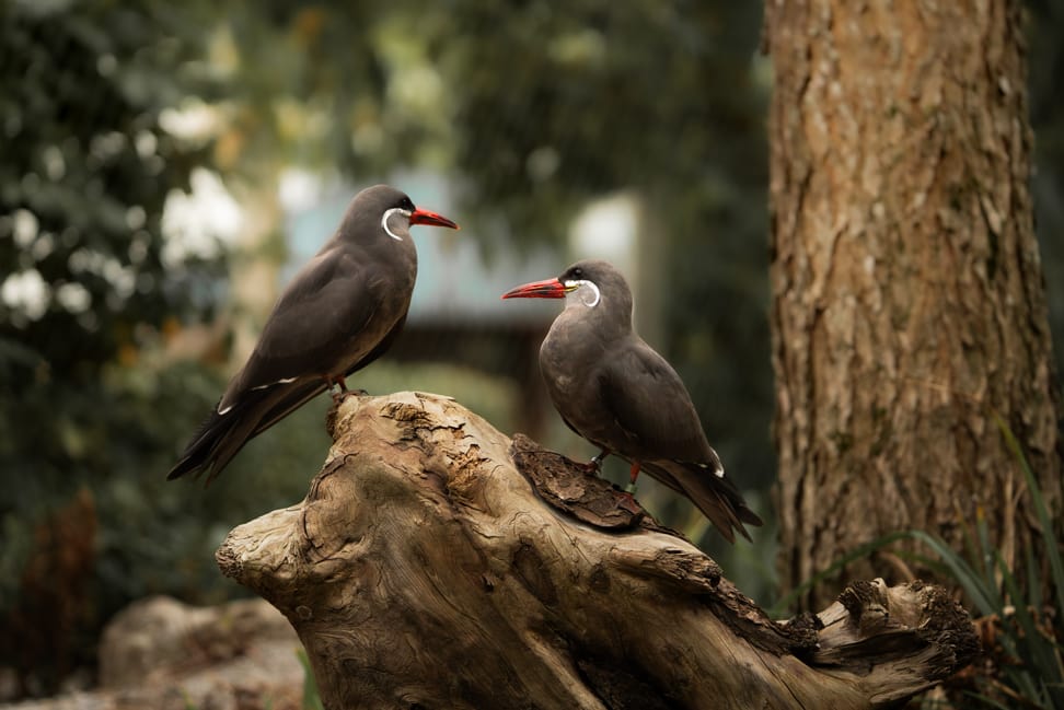 Inkaseeschwalben im Zoo Zürich.