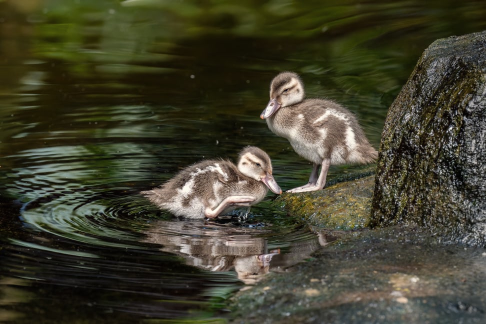 Küken der Bernierente im Masoala Regenwald im Zoo Zürich.