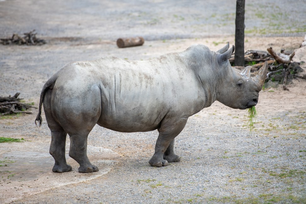 Breitmaulnashornbulle Kimba auf dem Winterplatz der Lewa Savanne.