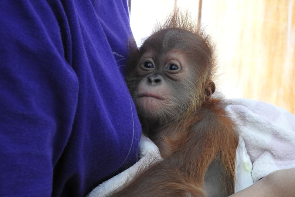 Junger Sumatra-Orang-Utan im PanEco-Schutzprogramm.