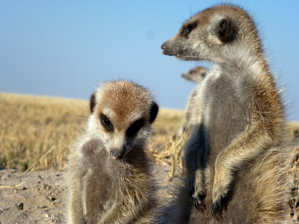 Foto: Zoo Zürich, Martin Bratteler Erdmännchen in Botswana.